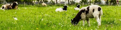 sheep-grazing-airfield-farm sheep grazing at airfield farm