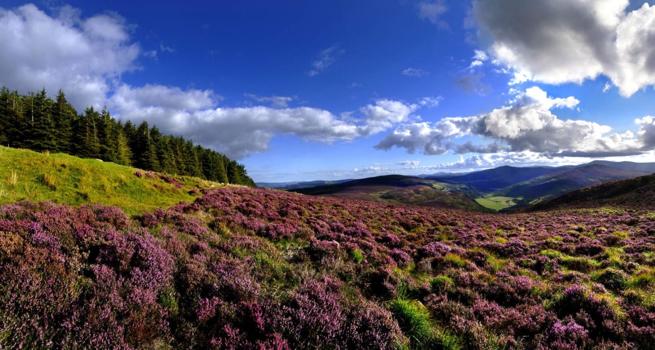 flora at the wicklow mountains